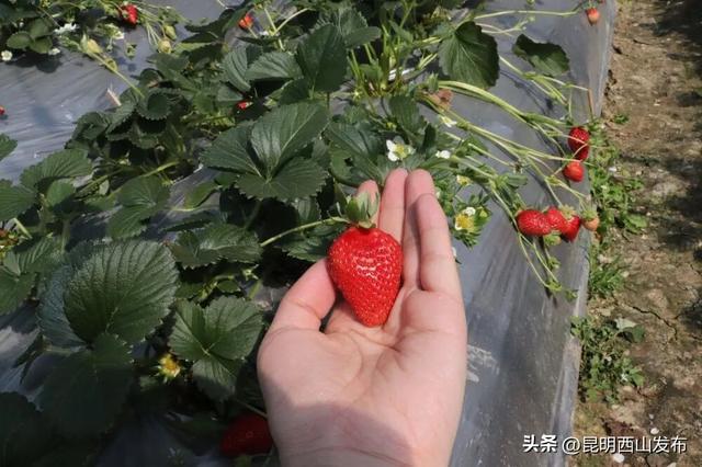 西华草莓熟了，赶紧来采摘吧！