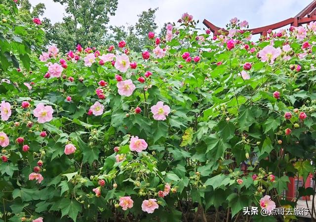 成都芙蓉花最新攻略，公交车直达，一处比一处惊艳，4处都免费！