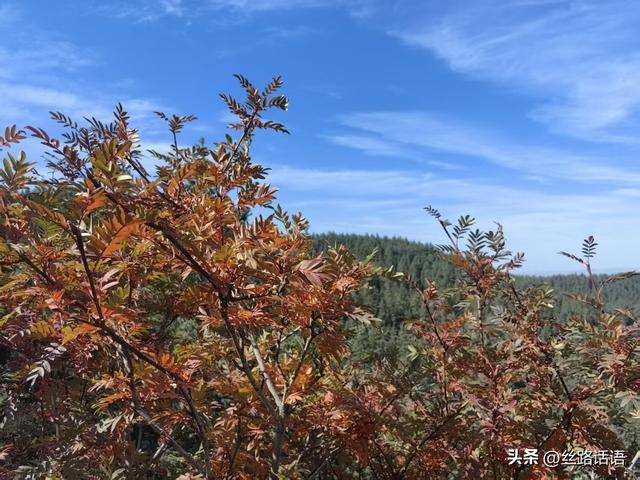 图集丨秋色斑斓 步入绿野仙踪的秘境——焉支山