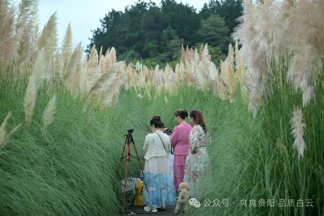 【爽游白云】白云蒲苇花开，在风中摇曳着初秋的浪漫……