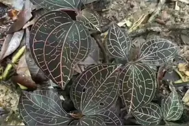 金线莲：幽谷中的液态星辰，植物界的“活体黄金”图片