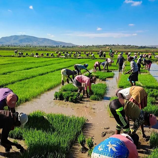 出手了！世界第二大岛国“吃不饱”，中国帮其解决人口压力
