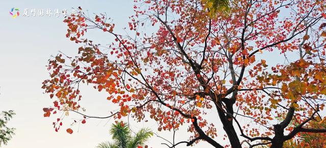 花灯、演出、灯光秀……送地铁票、鸡腿！跨年夜就到园博苑来！