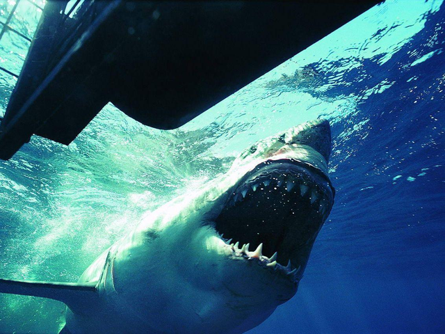 双重鲨格切换自如	，幼年针状齿忍气吞声，成年巨型刃杀戮机器