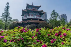 今天起，洛阳将引爆全国...图片