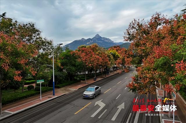 栾树花开迎秋至 满城金色入诗情