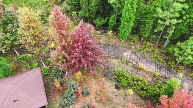 200亩枫海，11月初红艳上线！快来这里赏 “秋日大片”~