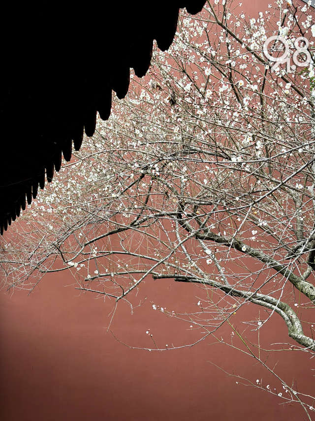 杭州冬日限定“顶流”蜡梅正盛！网友：香气隔着屏幕溢出来了