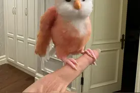 学生党看过来！超值又好养的宠物推荐，你心动了吗？图片