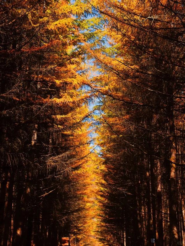 追了光雾山的红叶，这个秋天没白过！