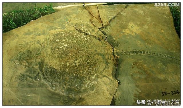 山东行游影记（36）—平邑天宇自然博物馆（十一）