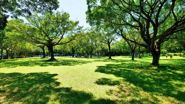 深圳最值得去的6个公园推荐！全部免费，地铁直达，好玩又好拍！