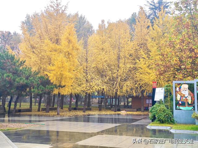 石家庄市裕西公园赏叶美景上线邀您打卡
