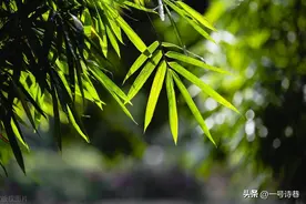 陆游太有才，他为竹子写下一首诗，句句都堪称妙笔图片