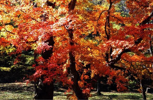 第二十四届吉林·蛟河长白山红叶旅游季启幕