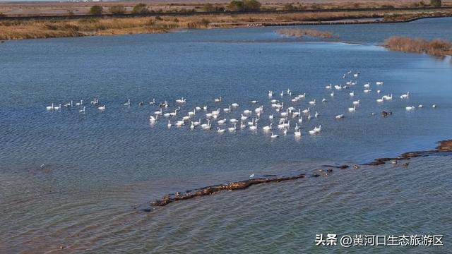 【黄河口生态旅游区】黄河口最美观鸟季已上线，赏鸟正当时！快来邂逅候鸟之约吧！