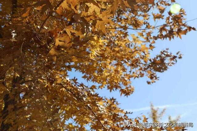 杭锦旗的深秋是懂出片的