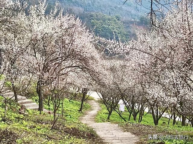 成都冬天爆火的徒步赏花，拍照赏景超级惊艳，全部免费！
