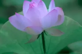 女生网名210个，简单干净微信昵称，可咸可甜高雅气质，喜欢！图片