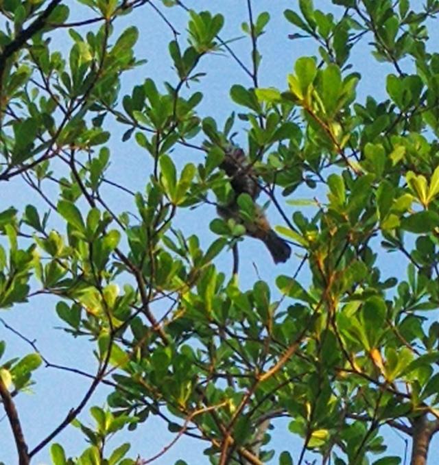 成双对的鸟儿——我的音乐相册《早起的鸟儿》再观记