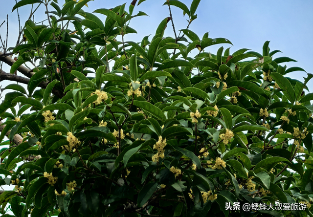 快来杭州一趟高雅之行吧，六大桂花秘境进度达70%，满城尽是香味