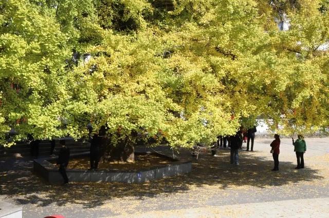 从街角到古村，一键解锁贵阳的秋日浪漫