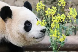 笑麻了！韩国网友说大熊猫是他们国家的，评论区的立马燃爆了！图片