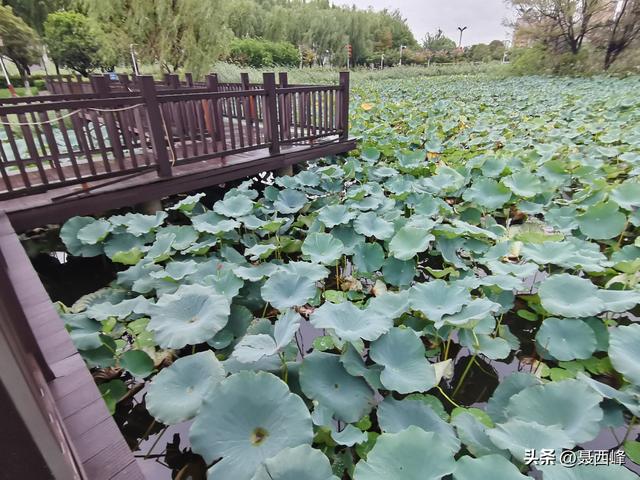 湖岸风光:秋菏