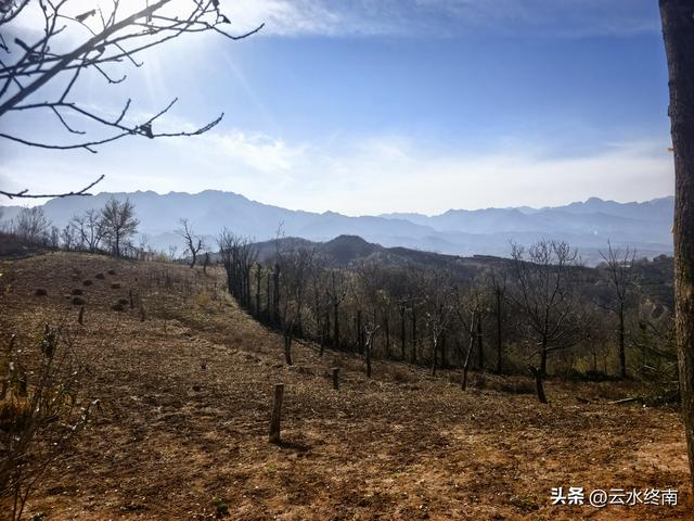 开车到蓝田这个岭上看柿子、观山景、晒暖暖，就是初冬最幸福的事