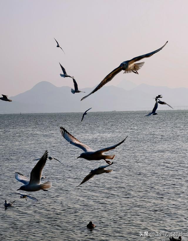 深圳湾观鸟：海舞鸟歌映盛世