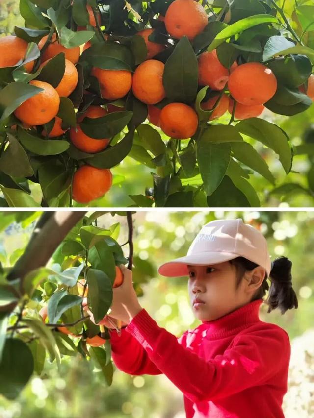 从化寻宝挖冬笋，摘砂糖橘任意吃，土窑烤披萨，DIY非遗竹节人！