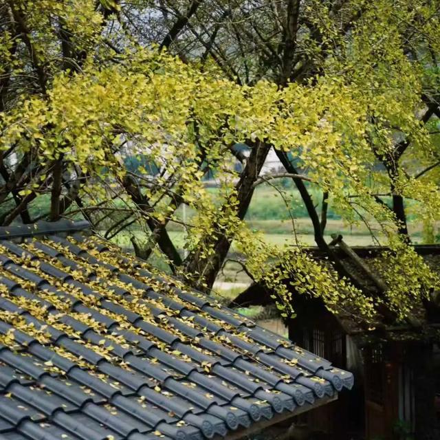 邵阳人藏不住的秋冬快乐!这些“金色浪漫”,@所有人来约!