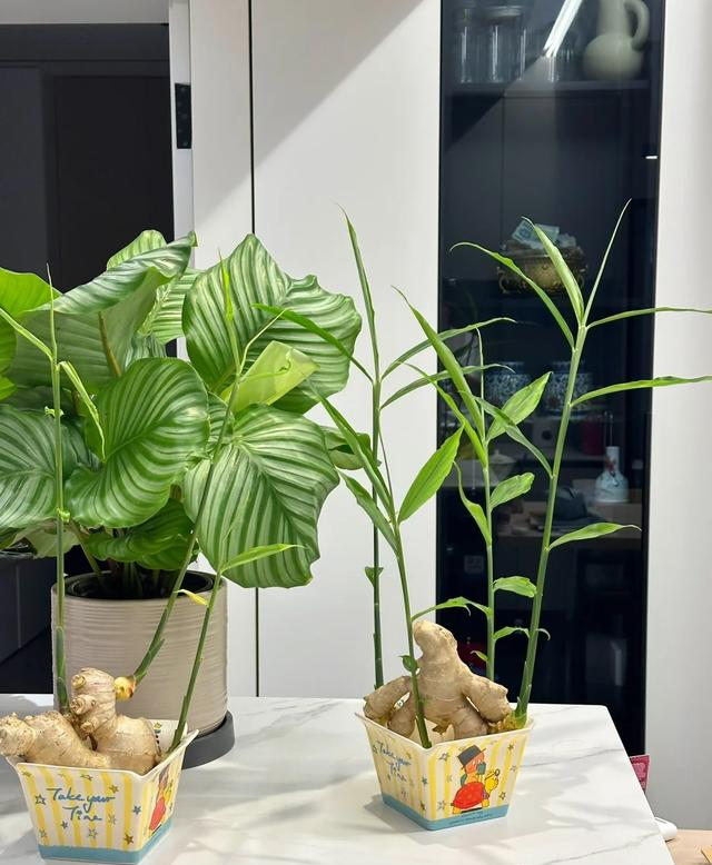 北京一姑娘“把生姜当绿植”养在客厅走红，网友：好美，好高级~