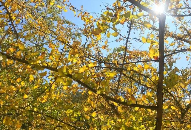 谁说广东没有秋天？这个“岭南银杏之乡”，轻松邂逅秋日浪漫