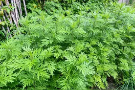 艾草全身都是宝，我告诉你艾叶、艾草梗、艾根的3种价值！图片