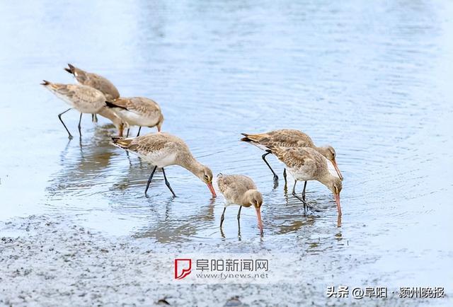 为你奉上一份“阜阳观鸟地图”