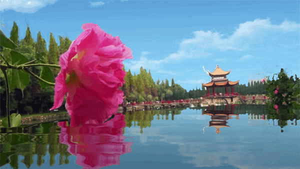 发现·公园城市 | 上天入地进万家 满城繁花绽芳华