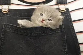女子在后院捡到一只小奶猫，网友羡慕哭：这也太好看了吧图片