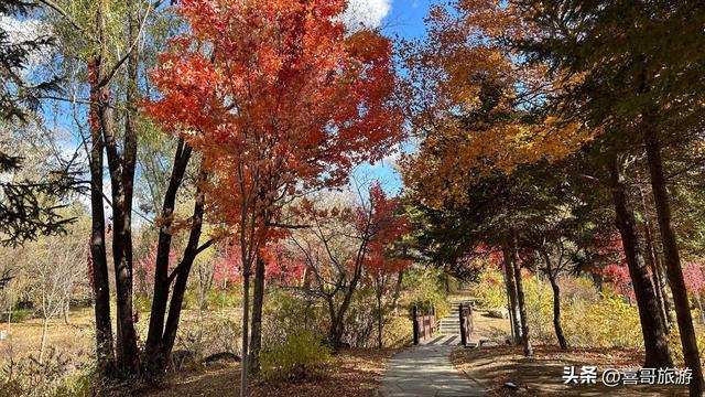 长春城市绿肺！我在净月潭洗了场22度森林浴，还乘了夜光星空缆车