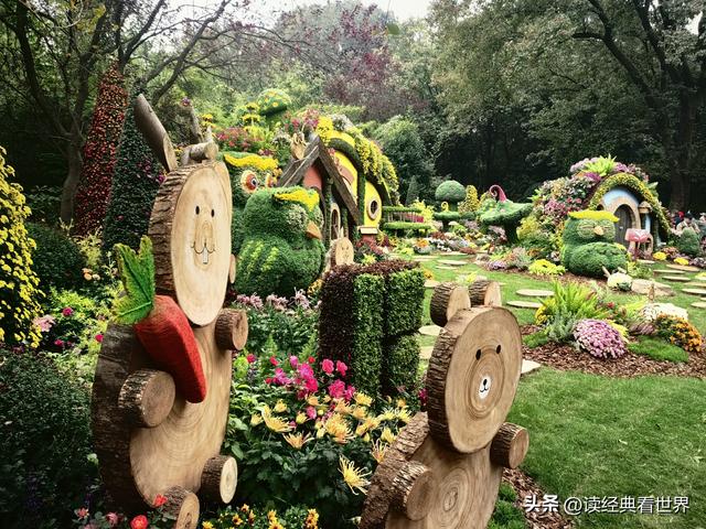 杭州植物园的菊花展——一场关于菊花的饕餮盛宴（二）