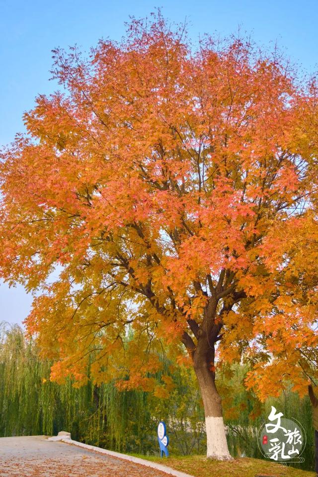 当秋风吻过乳山：一场关于色彩与治愈的漫步指南