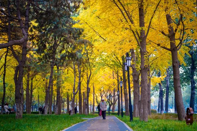 全龄友好,四季皆景!皇城根遗址公园焕新升级,超多美图→