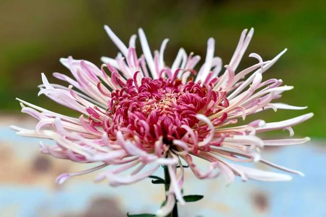 “花开北京·菊韵金秋” 2025北京菊花文化节在北海公园启幕 | 动态