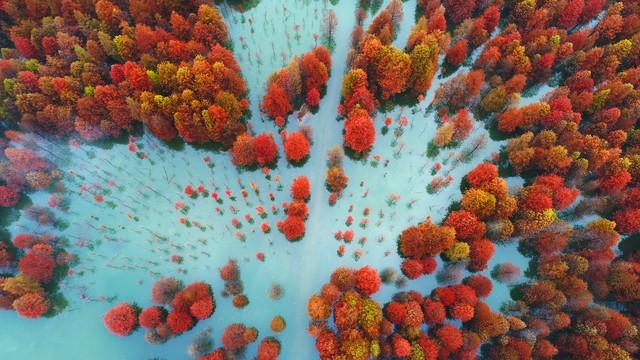 不比黄山，枫景如画，杏色满城，安徽这几个小众地方特有精游感！