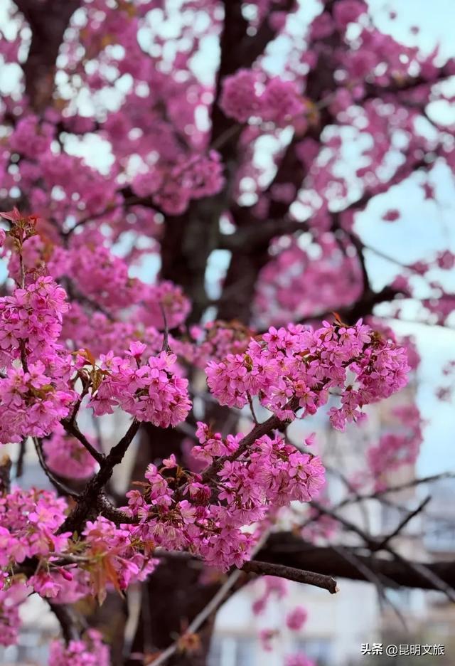 美炸！美炸！全国裹貂我赏樱！昆明最全冬樱赏花攻略来了，周末快冲~
