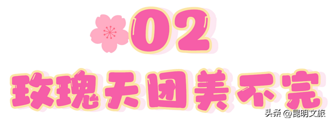 满屏治愈！这个冬日，你一定要去趟斗南花市，邂逅一场流动的彩色盛宴~