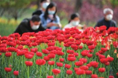 芳林缀满城 太原正向着公园城市华美转身