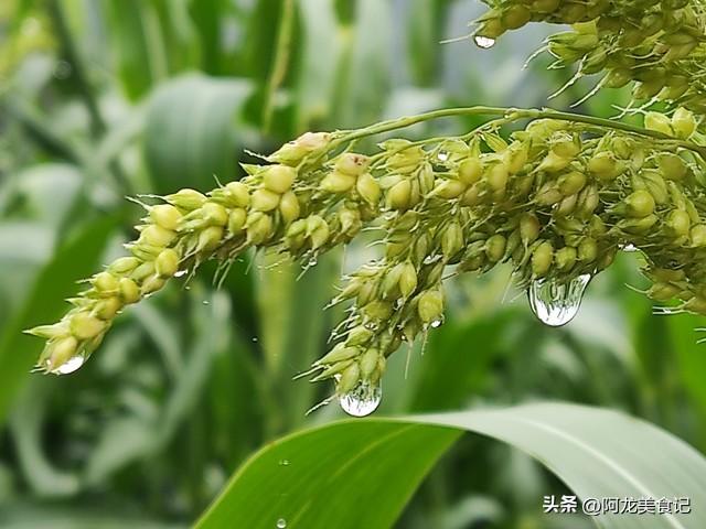 老话：“九月初一雨，新坟遍地起”，今日九月初一，下雨有啥预兆