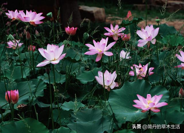 骑上我的小毛驴去遛弯