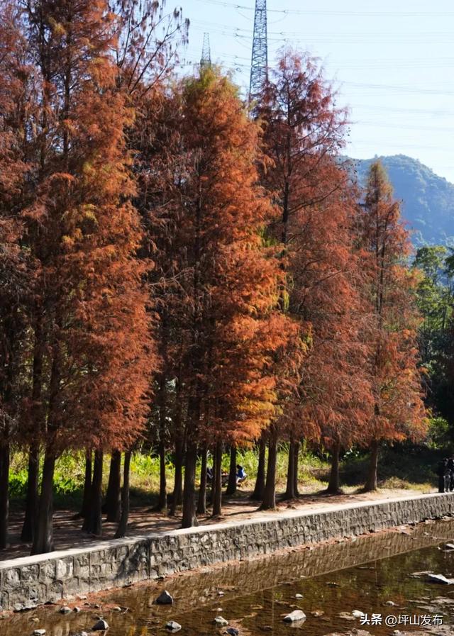 “都市栗人” 指南:坪山寻景品咖、暖过秋冬